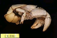 藏品(椰子蟹)的圖片